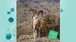 قوچ اوریال 