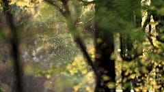 Pollen fliegen in der Luft: Allergiker leiden über den Sommer häufig an Heuschnupfen.