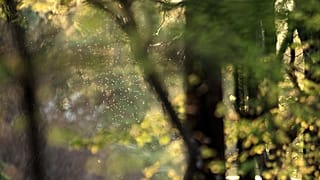 Pollen fliegen in der Luft: Allergiker leiden über den Sommer häufig an Heuschnupfen.