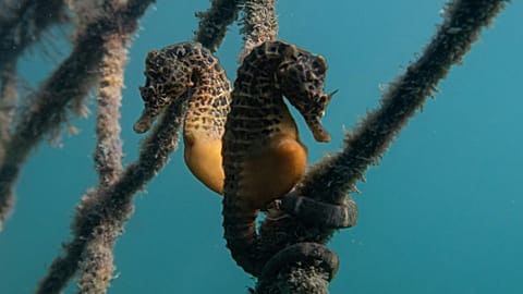 The illicit seahorse trade is on the rise, according to new research.