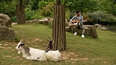 Músico cantando y tocando la guitarra para las cabras 