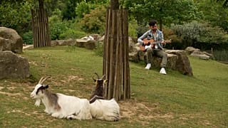 Músico que canta e toca guitarra para as cabras