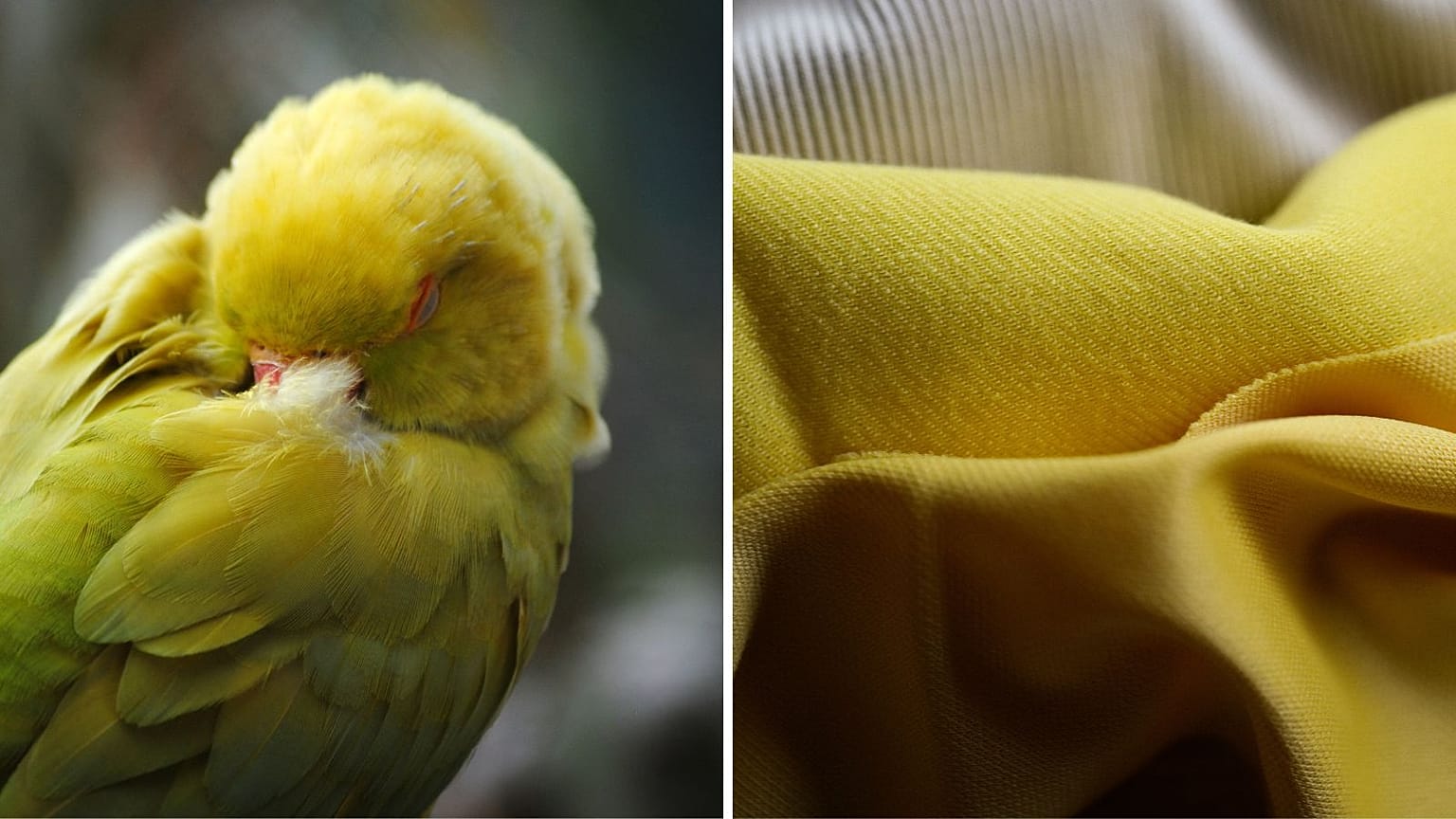 Los ríos contaminados químicamente están de moda. Estos científicos británicos crean tintes a partir de la naturaleza.