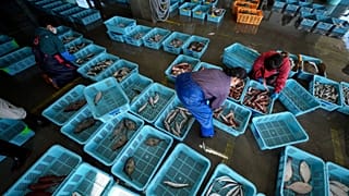 Τοπικοί εργάτες τακτοποιούν τα παράκτια ψάρια κατά τη διάρκεια μιας πρωινής δημοπρασίας στο λιμάνι Hisanohama, 19 Οκτωβρίου 2023 
