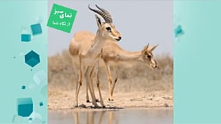 نمای سبز 