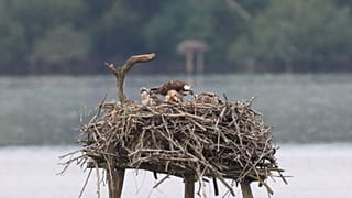 Marais d'Orx: uma zona húmida com uma história rica, uma natureza diversificada e aves de rapina