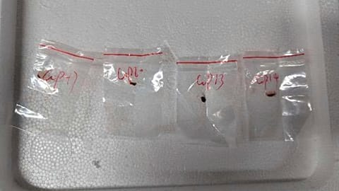 This image provided by US authorities shows toxic plant pathogens that they said a Chinese scientist tried to bring into the US last year.