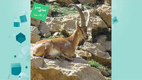 کل در ارتفاعات دنا 