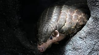 PHOTO D'ARCHIVE - Un pangolin chinois est vu dans son enclos au zoo de Prague, République tchèque, le jeudi 19 mai 2022