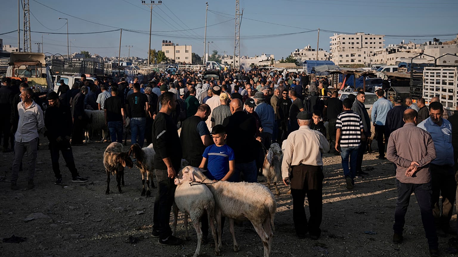 يشتري الفلسطينيون المواشي استعدادًا لحلول عيد الأضحى، وذلك في سوق بمدينة نابلس في الضفة الغربية، يوم الخميس 5 حزيران/يونيو 2025.