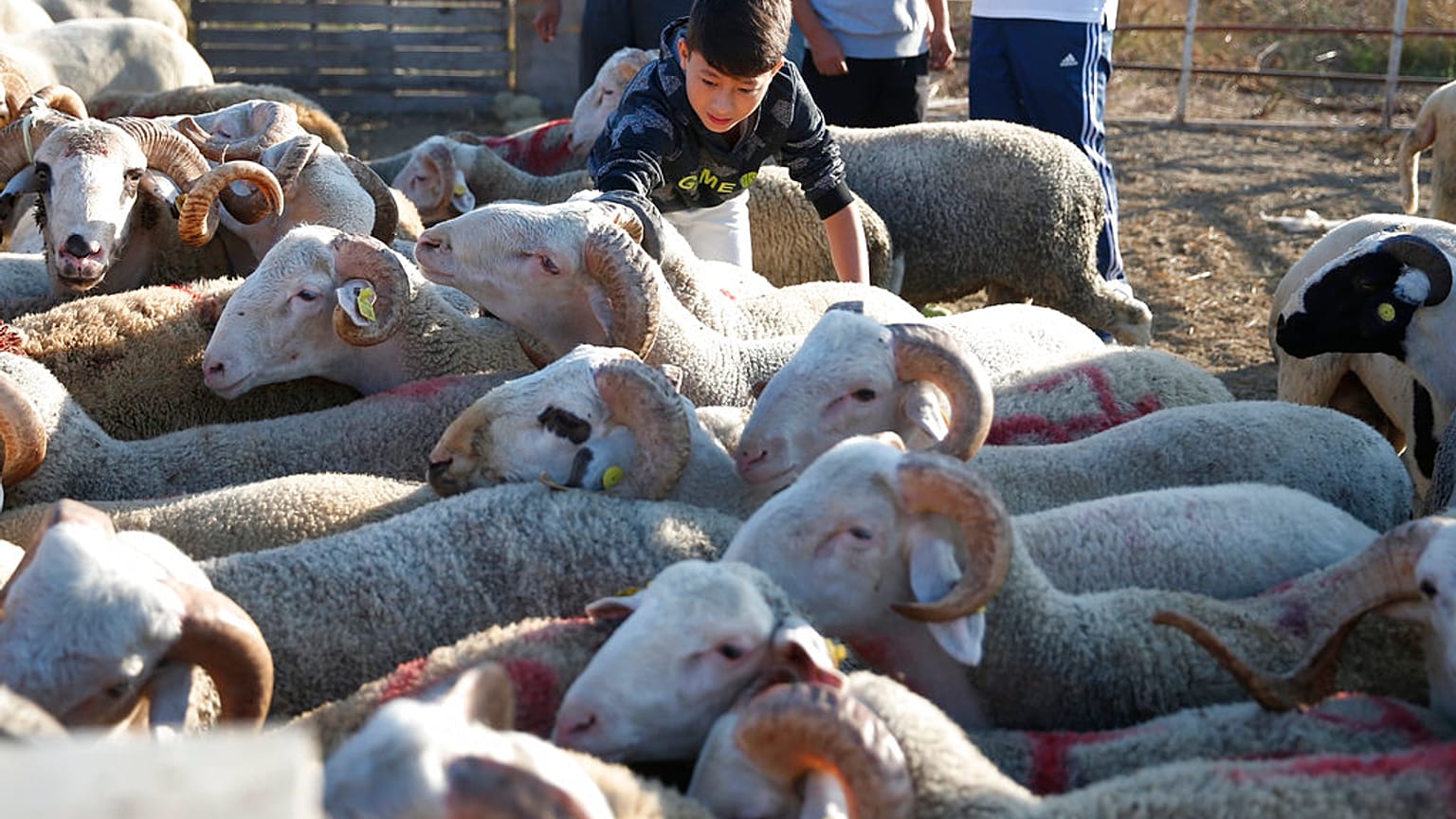 İstanbul'da bir çocuk, satışa sunulan kurbanlık hayvanları inceliyor, 21 Ağustos 2018.