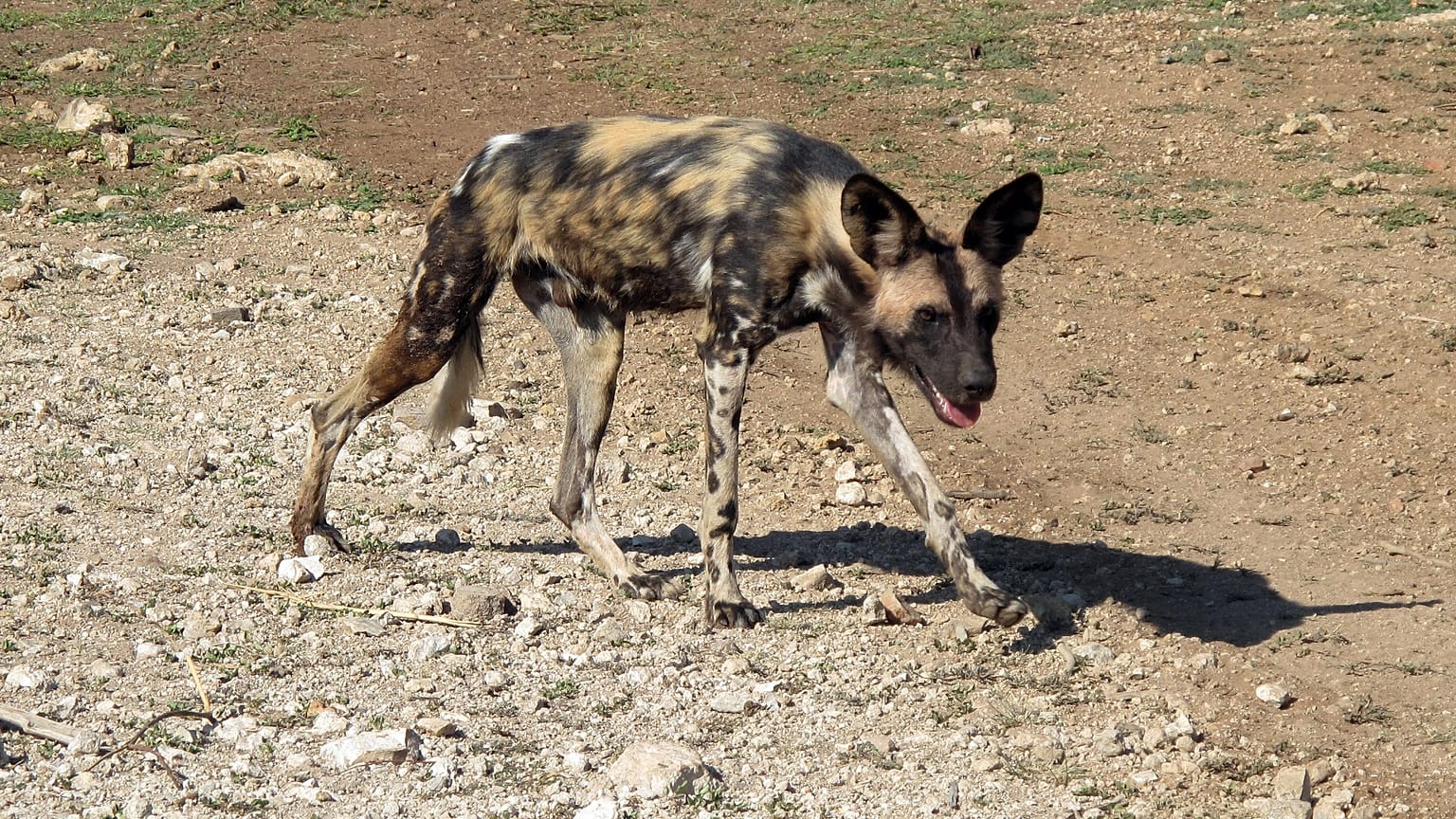 Un perro en África.
