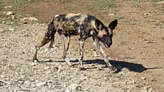 Ένας σκύλος στην Αφρική.