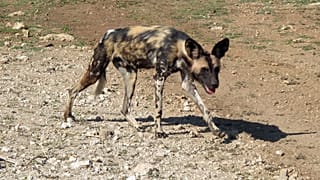 Un perro en África.