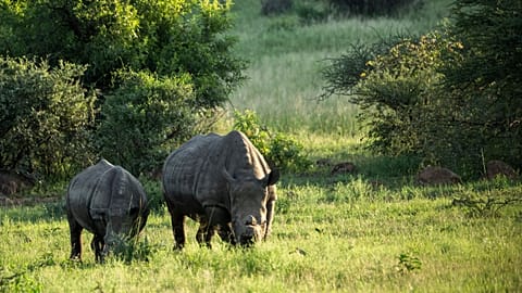 Güney Afrika'nın Pilanesberg Ulusal Parkı'nda otlayan iki boynuzsuz gergedan, 25 Şubat 2025. 