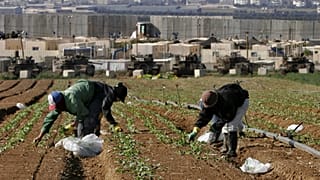 Тайские рабочие в поле рядом с базой израильской армии, недалеко от кибуца Нахаль-Оз на юге Израиля, 30 ноября 2006 года. 