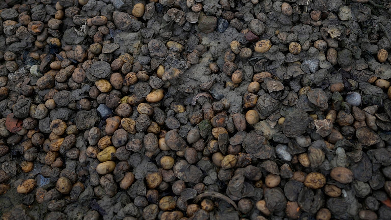 Photo symbolique. Des pommes de terre jetées et détrempées gisent au bord d'un champ dans la ferme de la famille Dochy à Ledegem, Belgique, mardi 13 février 2024. 
