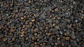 Photo symbolique. Des pommes de terre jetées et détrempées gisent au bord d'un champ dans la ferme de la famille Dochy à Ledegem, Belgique, mardi 13 février 2024.