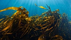 Las ONG conservacionistas celebran el plan del Gobierno británico de prohibir la pesca de arrastre de fondo en nuevas zonas.
