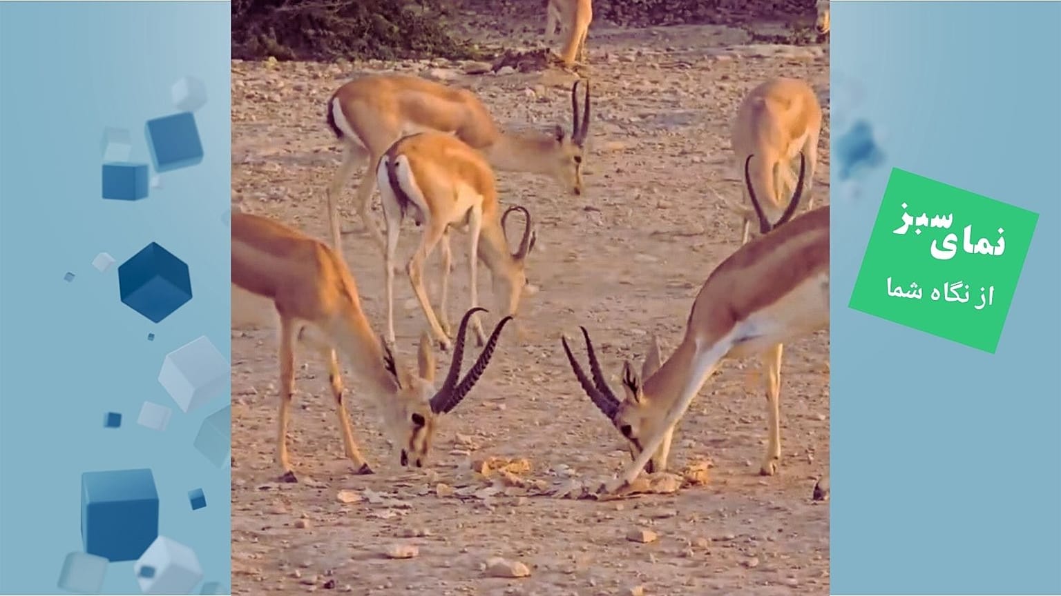 نمای سبز 