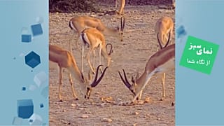 نمای سبز 