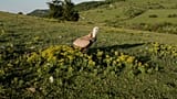 The Great Bulgarian Vulture Return: Europe turns over a new leaf after centuries of bird persecution