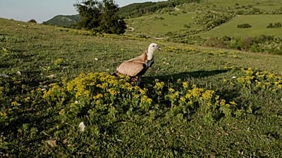 Η μεγάλη επιστροφή του βουλγαρικού γύπα: Μετά από δεκαετίες εκδίωξής του, η Ευρώπη γυρίζει σελίδα