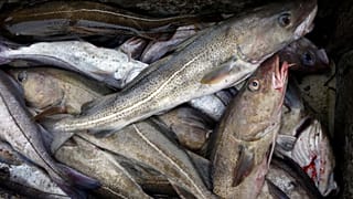 Cod fill a box on a trawler.