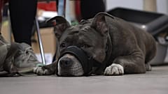Pet Dog at Berlin Animal food bank