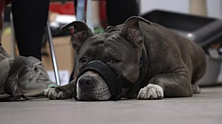 Pet Dog at Berlin Animal food bank (Banque alimentaire pour animaux)