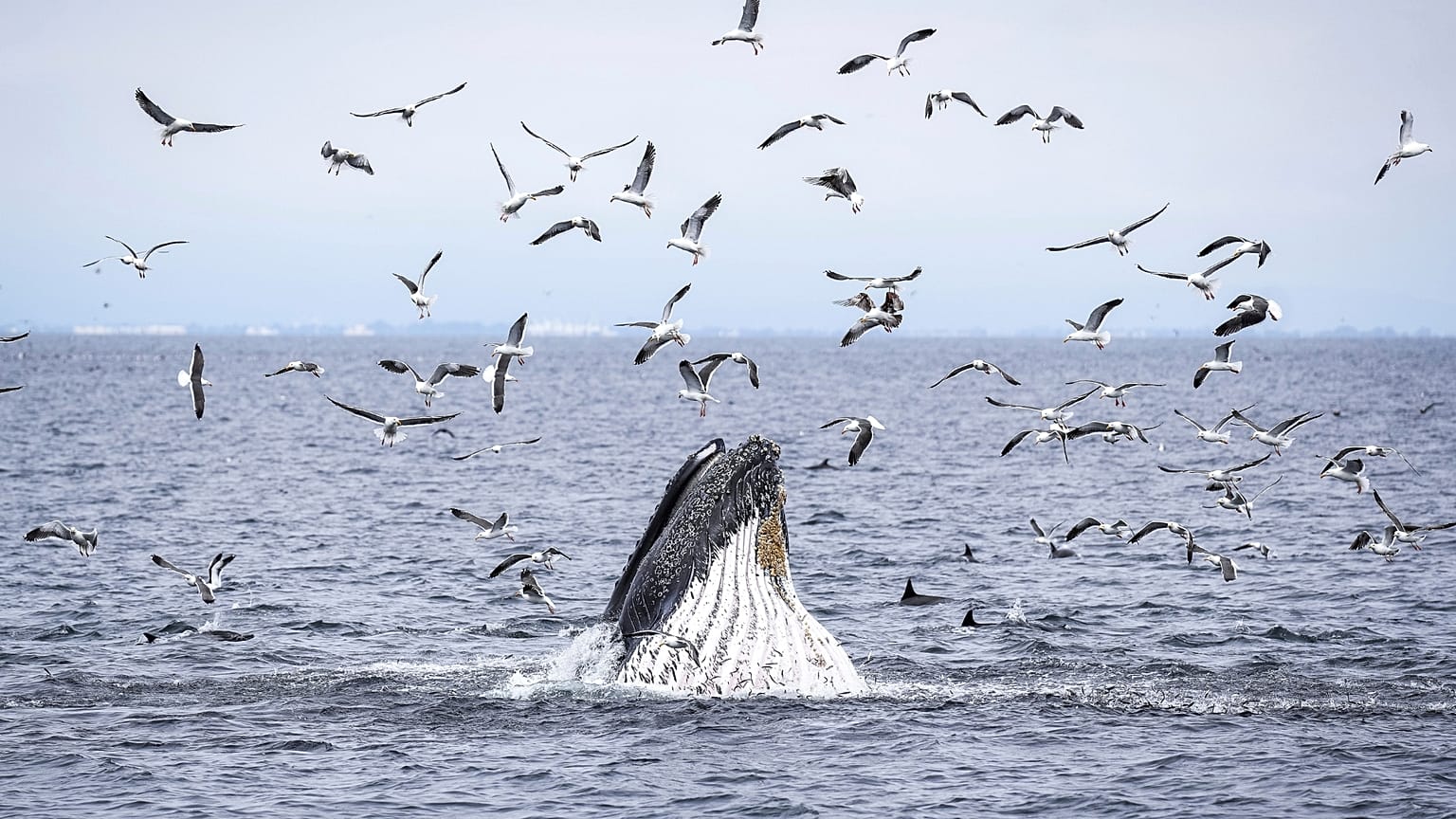 A humpback whale, dolphins and sea birds feed on a school of fish.