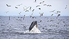 Una ballena jorobada, delfines y aves marinas se alimentan de un banco de peces.
