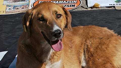 Sokak köpeklerinin yaşatılması için yapılan protestolardan bir görüntü.