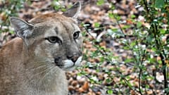 Ein angeblicher Puma macht Sachsen-Anhalt unsicher. Die Polizei sucht nach dem Tier. (Symbolbild)