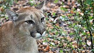 Ein angeblicher Puma macht Sachsen-Anhalt unsicher. Die Polizei sucht nach dem Tier. (Symbolbild)