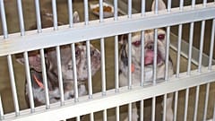 Sin regulación, estos animales corren el riesgo de ser criados en condiciones insalubres o poco éticas, como con las llamadas "fábricas de cachorros", según las ONG.