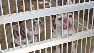 Without regulation, these animals risk being raised in unsanitary or unethical conditions, including so-called “puppy mills”, according to NGOs.