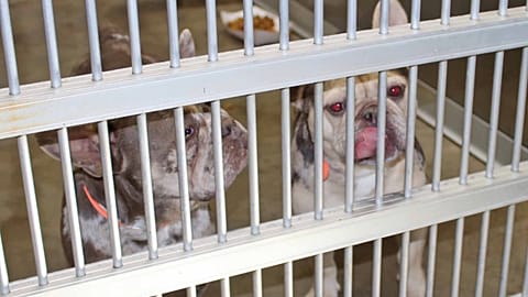 Without regulation, these animals risk being raised in unsanitary or unethical conditions, including so-called “puppy mills”, according to NGOs.