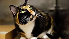 Derzeit gibt es in der EU 127 Millionen Katzen und 104 Millionen Hunde, wobei etwa 44 % der Haushalte ein Haustier besitzen.