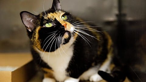 En la UE hay actualmente 127 millones de gatos y 104 millones de perros, y alrededor del 44% de los hogares tienen un animal de compañía.