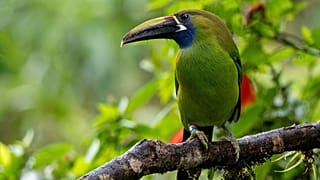 Un tucán, ave muy común en Costa Rica.
