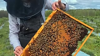 Podem as abelhas melíferas e os polinizadores selvagens coexistir?