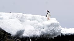 Ein Pinguin steht am Ufer der Bransfieldstraße in der Antarktis, 23. November 2023.