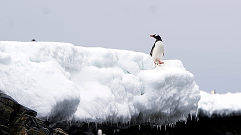 Un pingouin se tient près du rivage du détroit de Bransfield, en Antarctique, le 23 novembre 2023