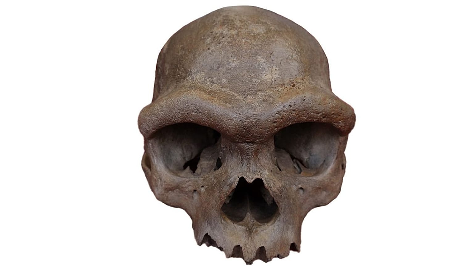 Çin'in Harbin kentinde bulunan 146.000 yıllık bir kafatasının Denisovan türüne ait olduğu tespit edildi