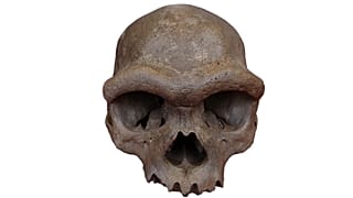 A 146,000-year-old skull found in Harbin, China, was found to be linked to the Denisovan species