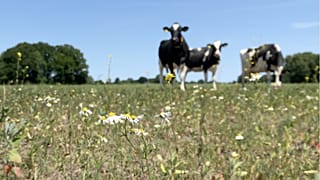 Trop de fumier : L'agriculture néerlandaise met à l’épreuve les objectifs écologiques de l'UE