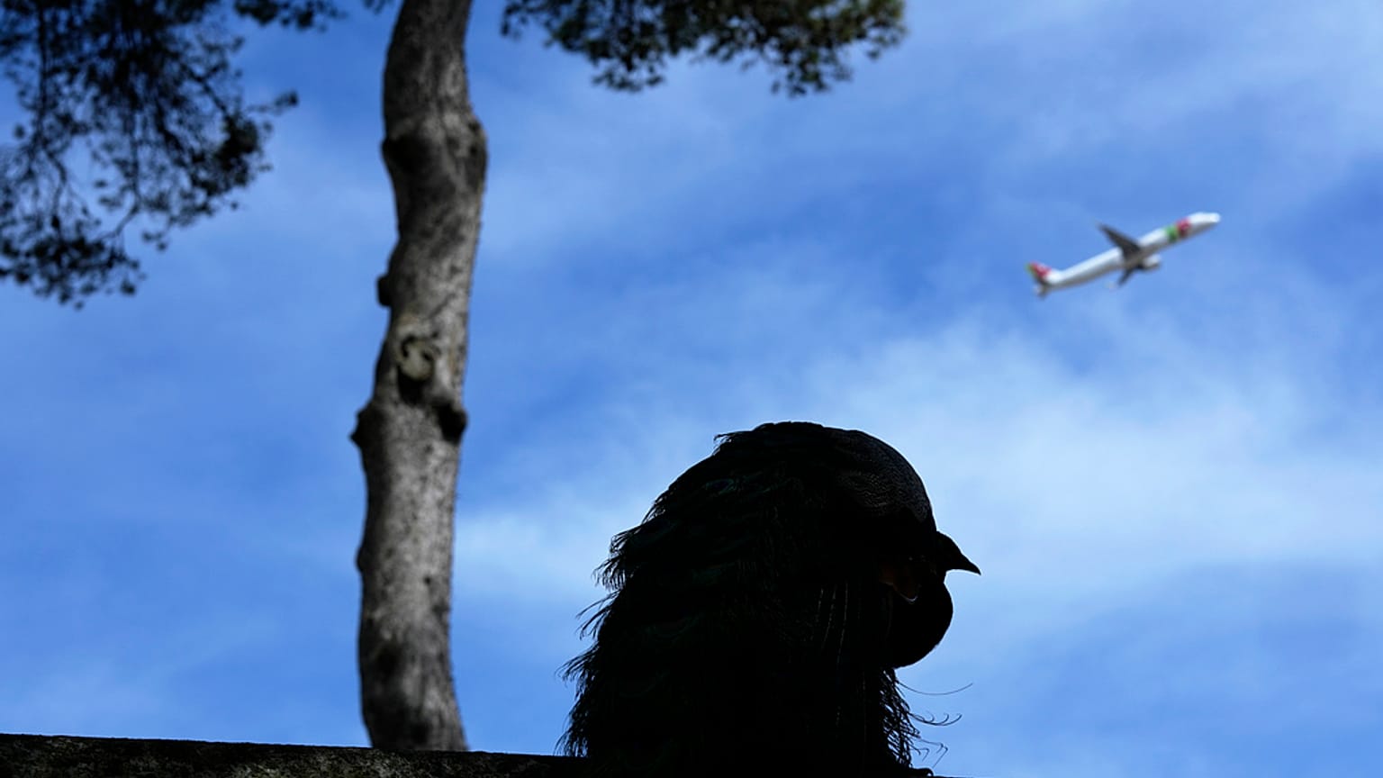 Avião da TAP Air Portugal descola do aeroporto de Lisboa, 5 de abril de 2024