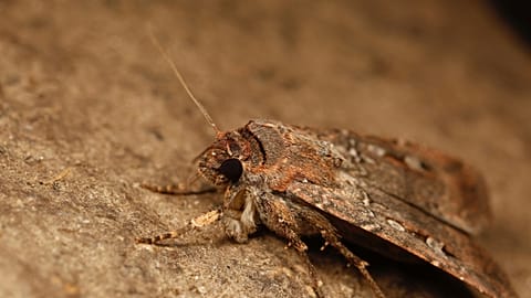 Ajay Narendra tarafından sağlanan bu görüntü, Avustralya'nın Yeni Güney Galler eyaletindeki Karlı Dağlar'ın Ramshead Sıradağları'nda bir Avustralya Bogong güvesini gösteriyor.