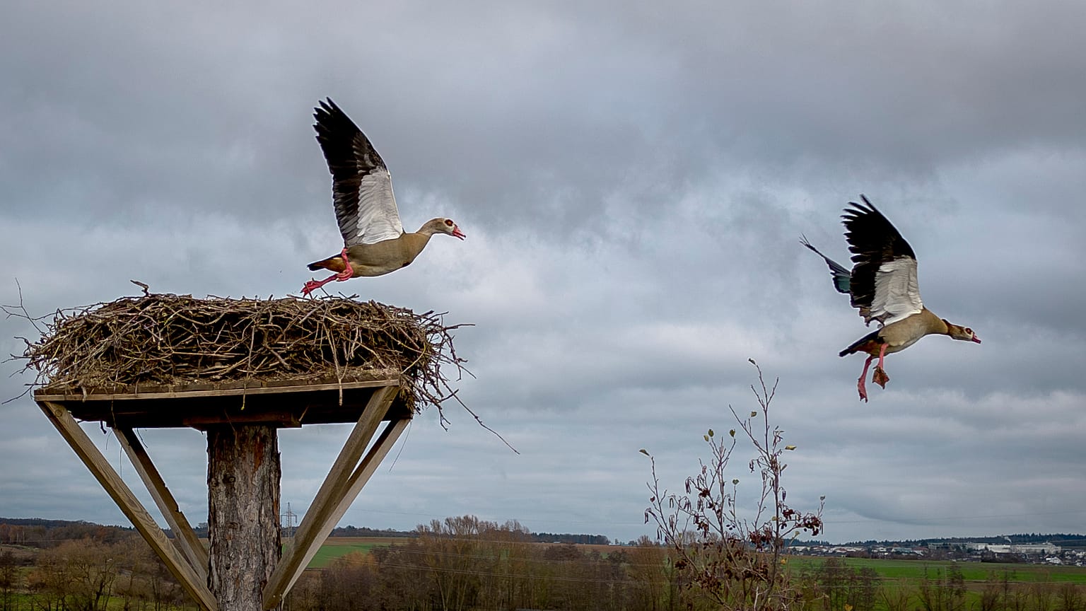 Archivfoto - Nilgänse haben ein Storchennest in Wehrheim bei Frankfurt, Deutschland, am Freitag, den neunundzwanzigsten November zweitausendvierundzwanzig, besetzt.